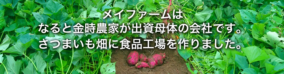 メイファームは鳴門金時農家が出資母体の会社です。さつまいも畑に食品工場を作りました。